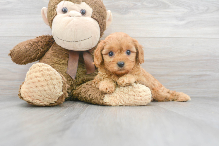 Cavapoo Puppy for Adoption