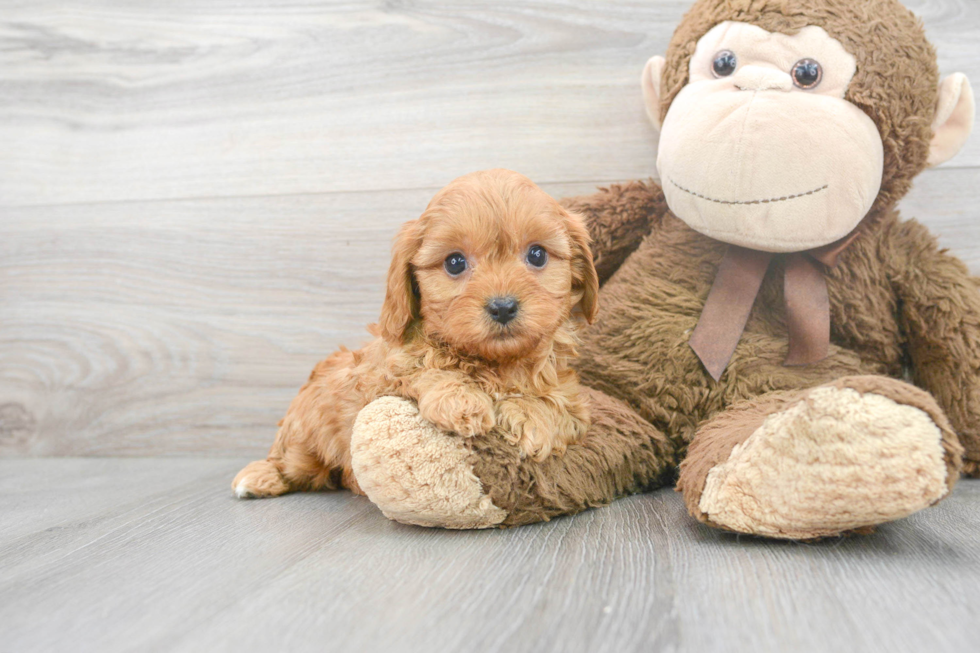 Happy Cavapoo Baby