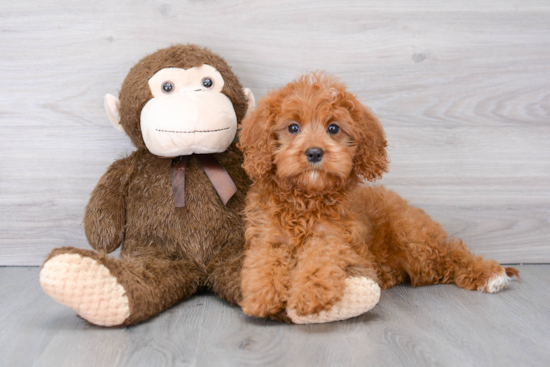 Cavapoo Pup Being Cute