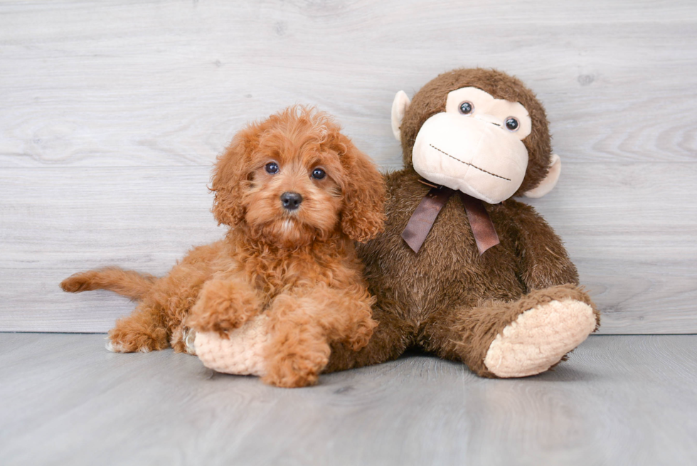 Smart Cavapoo Poodle Mix Pup