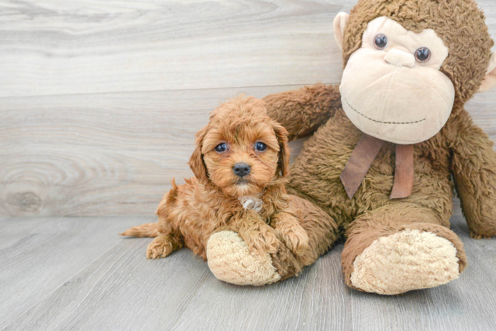 Cavapoo Puppy for Adoption