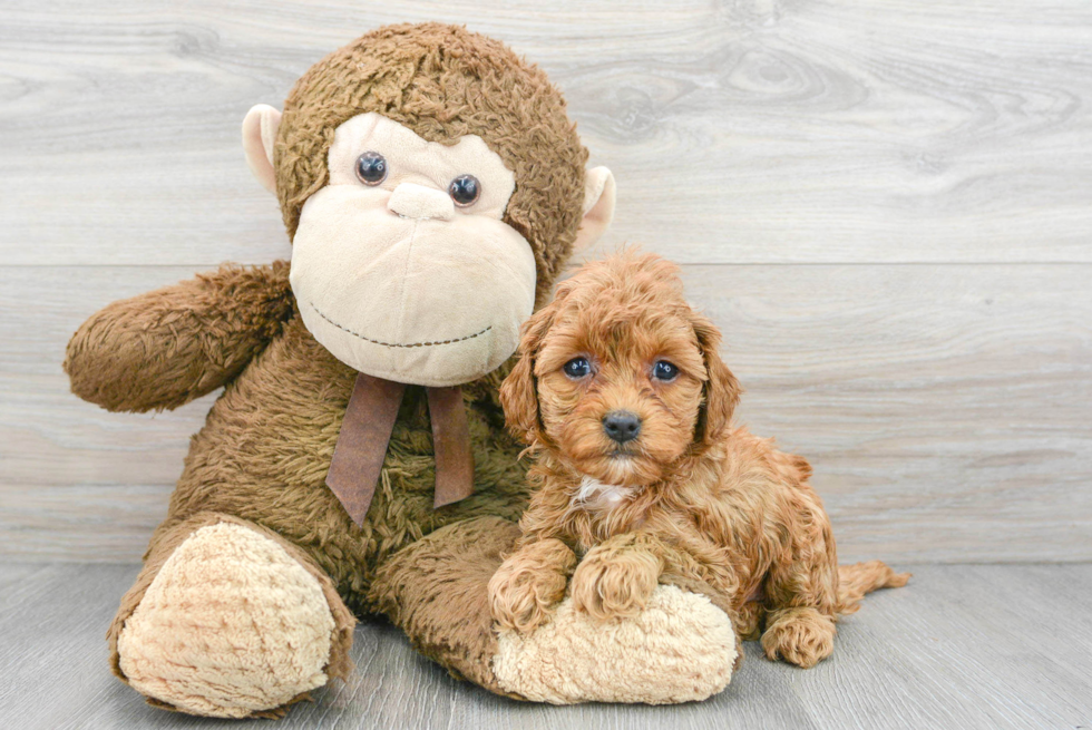 Hypoallergenic Cavoodle Poodle Mix Puppy