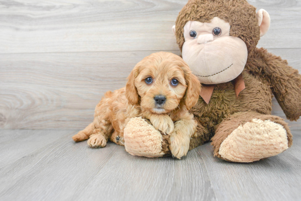 Best Cavapoo Baby