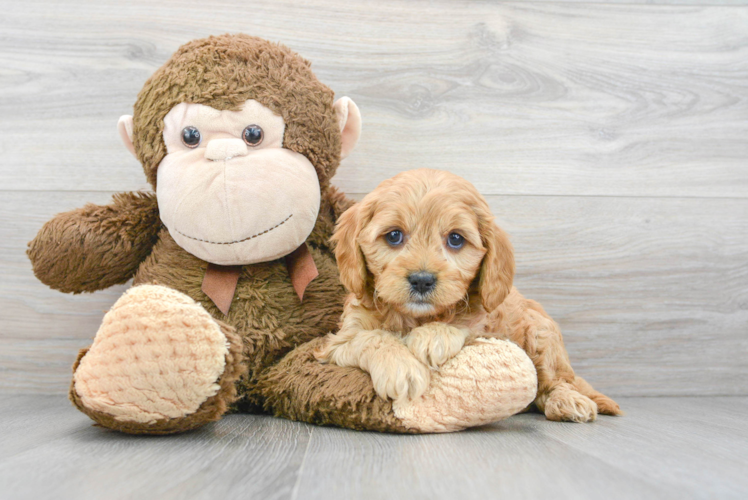 Best Cavapoo Baby