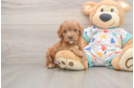 Cavapoo Pup Being Cute