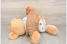 Cavapoo Pup Being Cute
