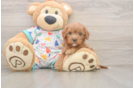 Best Cavapoo Baby