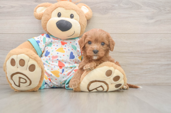 Best Cavapoo Baby