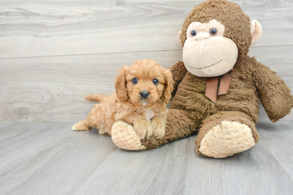 Sweet Cavapoo Baby