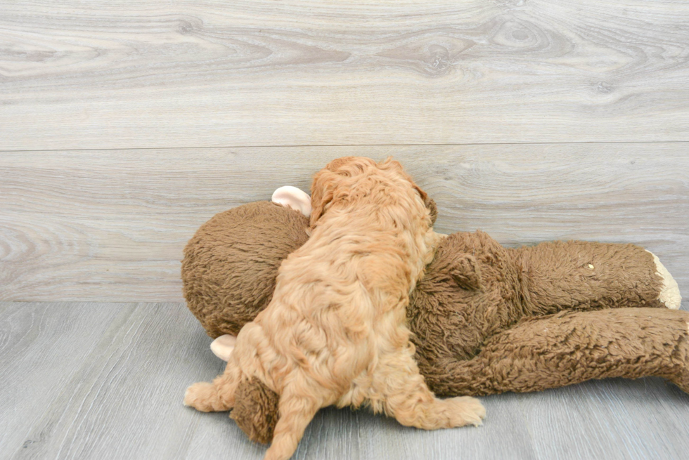 Hypoallergenic Cavoodle Poodle Mix Puppy