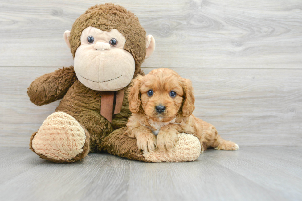 Fluffy Cavapoo Poodle Mix Pup