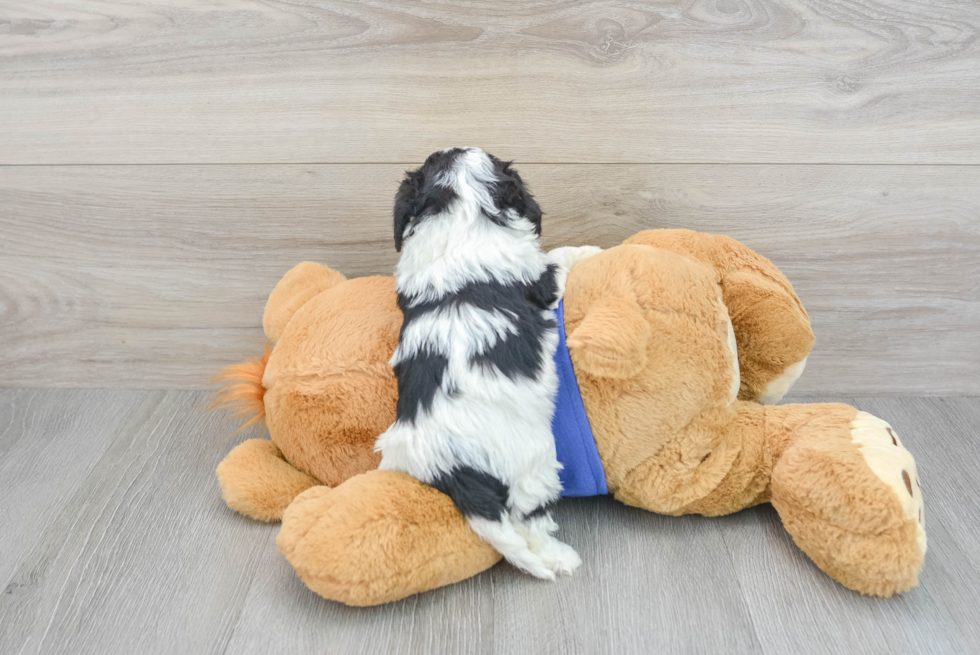 Sweet Cavapoo Baby