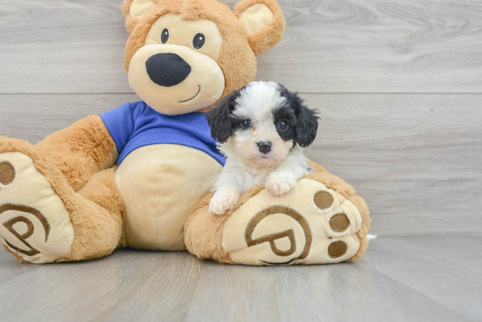 Cavapoo Puppy for Adoption