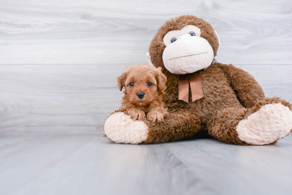 Cavapoo Pup Being Cute