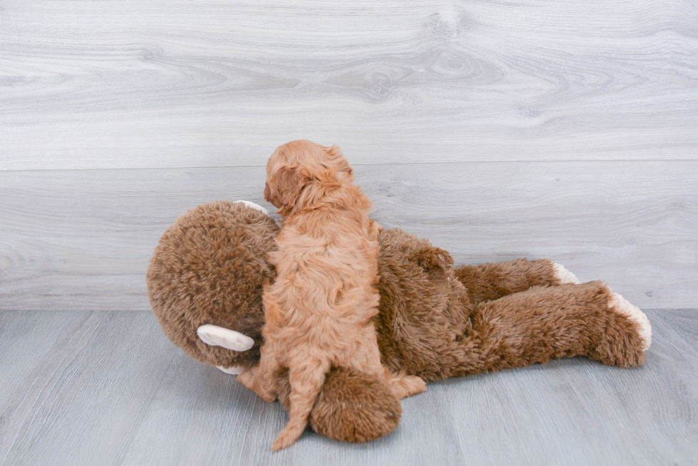 Cavapoo Pup Being Cute