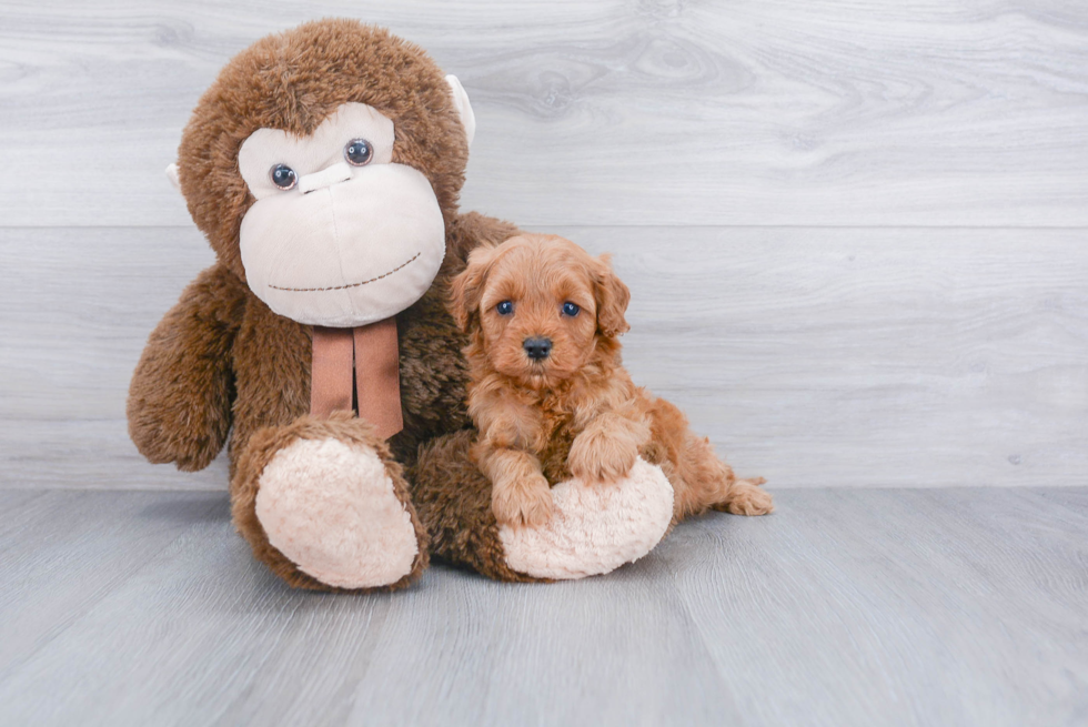 Cavapoo Puppy for Adoption