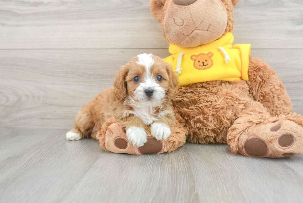 Happy Cavapoo Baby