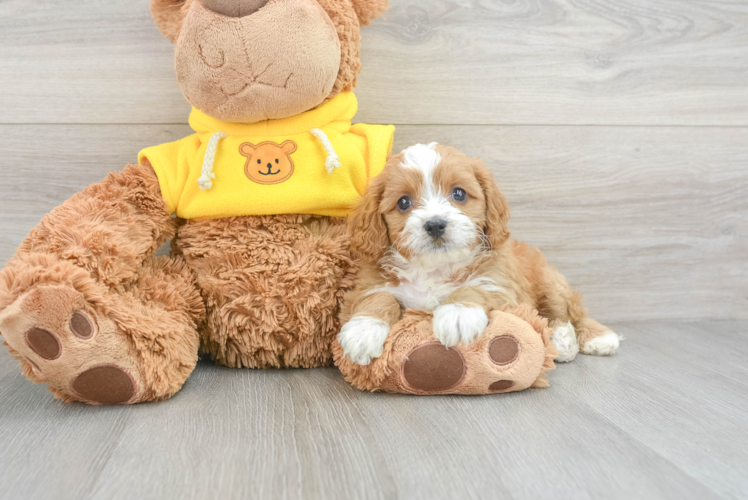 Funny Cavapoo Poodle Mix Pup