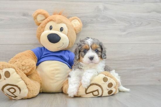 Sweet Cavapoo Baby