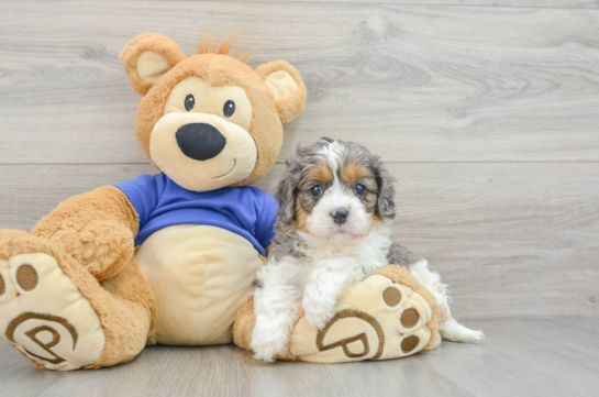 Sweet Cavapoo Baby