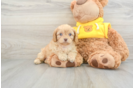 Cavapoo Puppy for Adoption