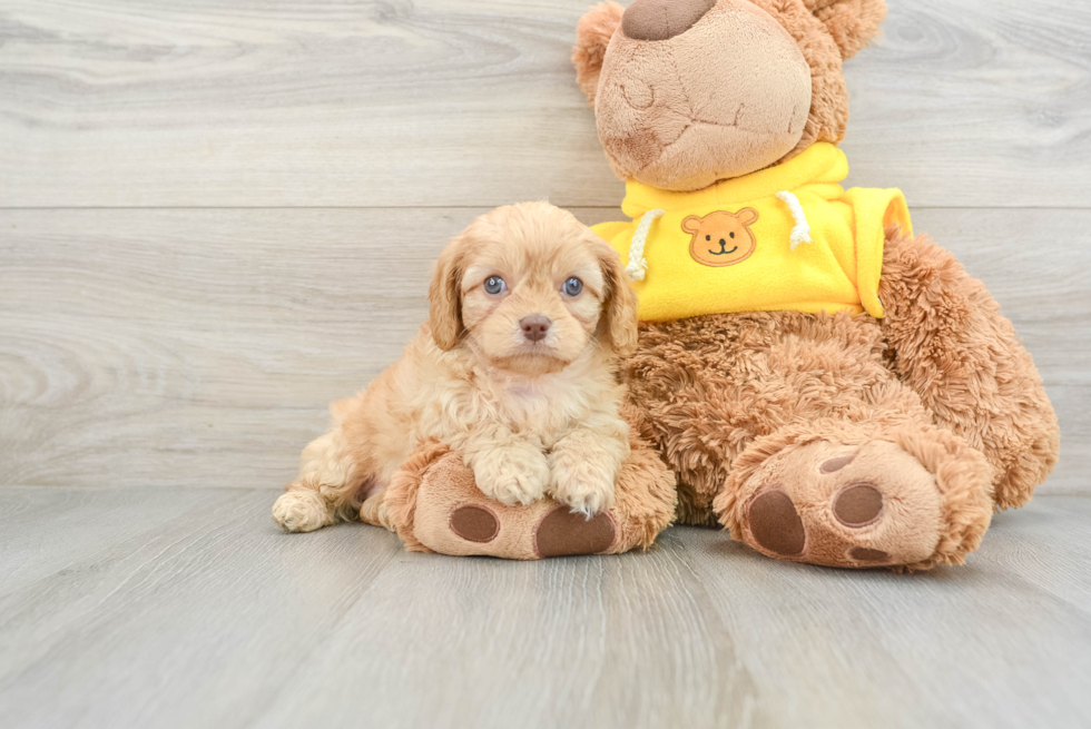 Cavapoo Puppy for Adoption