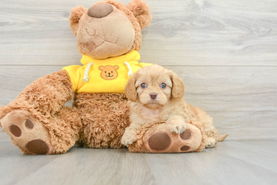 Cavapoo Pup Being Cute