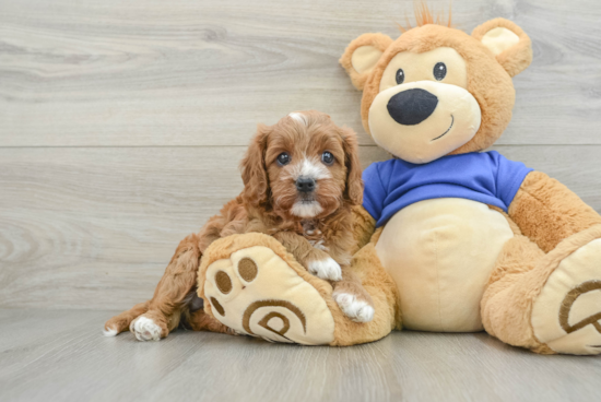 Hypoallergenic Cavadoodle Poodle Mix Puppy