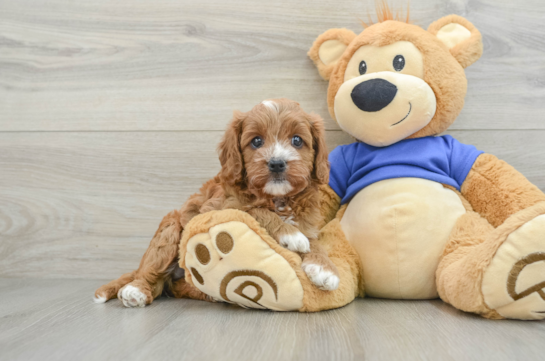 Hypoallergenic Cavadoodle Poodle Mix Puppy