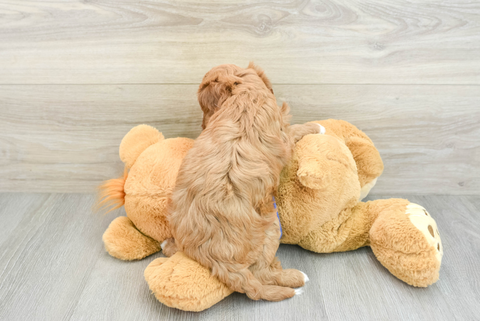 Cavapoo Puppy for Adoption