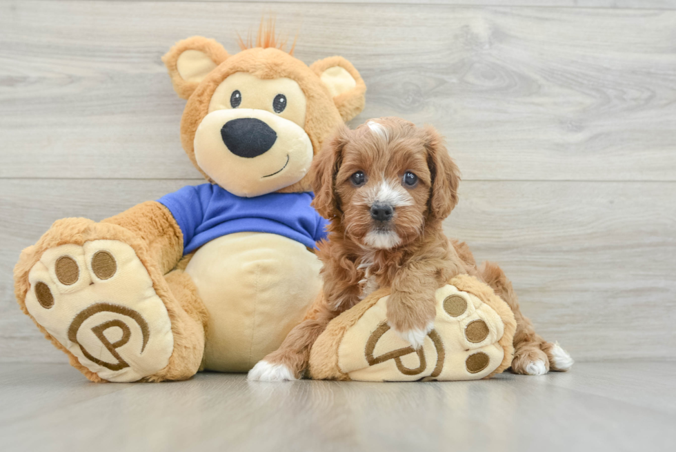 Happy Cavapoo Baby