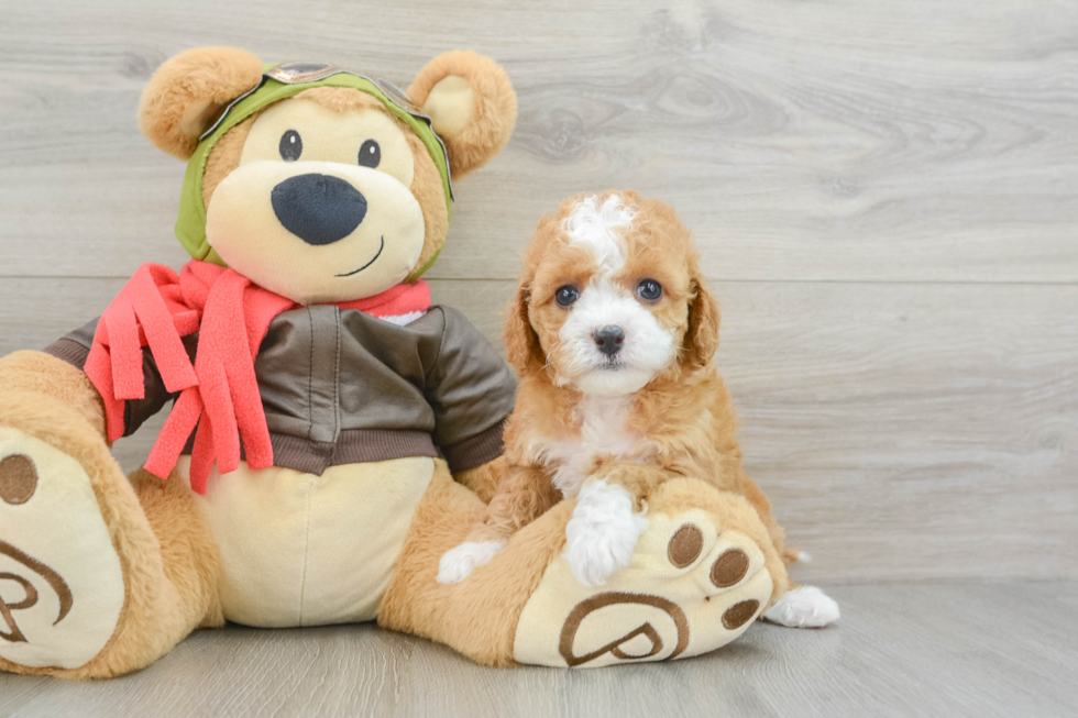 Fluffy Cavapoo Poodle Mix Pup