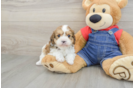 Petite Cavapoo Poodle Mix Pup