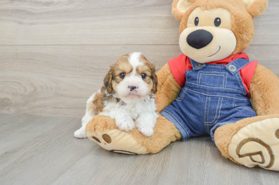 Petite Cavapoo Poodle Mix Pup