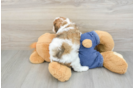 Cavapoo Pup Being Cute
