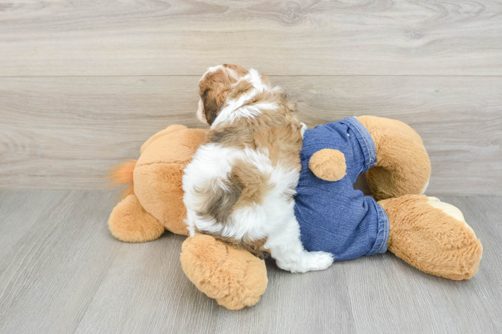 Cavapoo Pup Being Cute