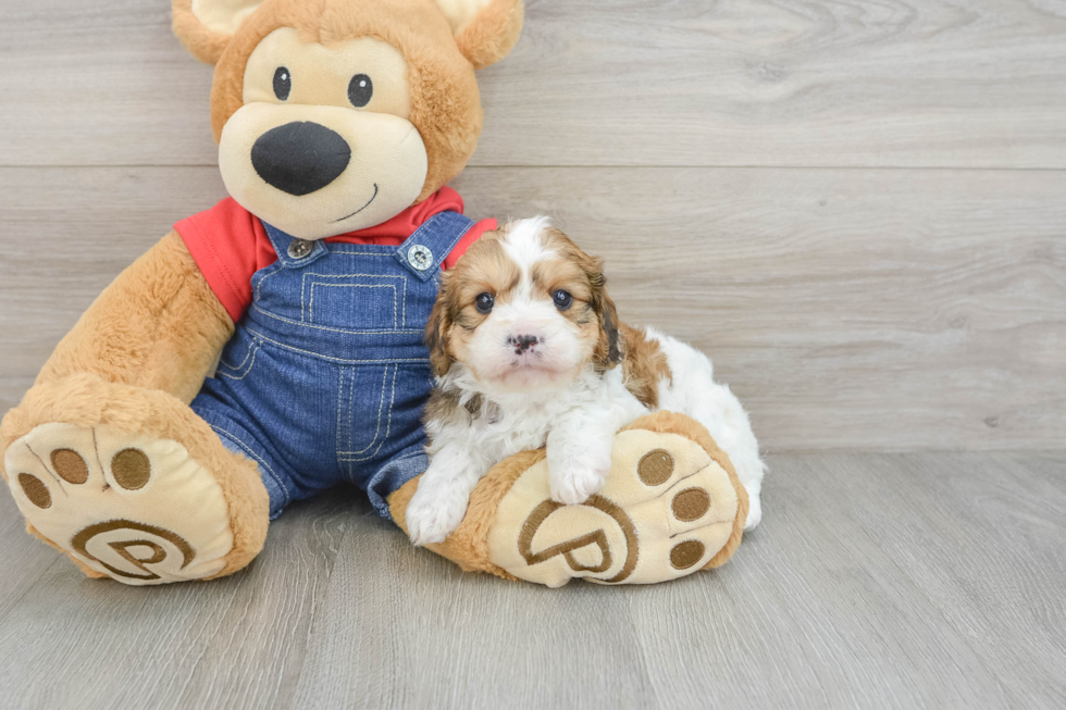 Happy Cavapoo Baby