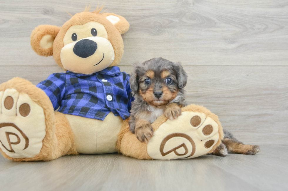 6 week old Cavapoo Puppy For Sale - Premier Pups