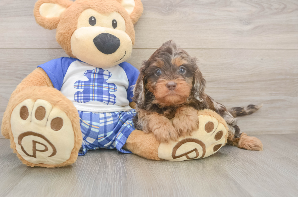 5 week old Cavapoo Puppy For Sale - Premier Pups