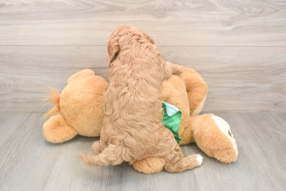 Petite Cavapoo Poodle Mix Pup