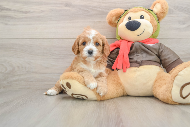 Fluffy Cavapoo Poodle Mix Pup