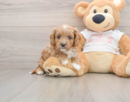 8 week old Cavapoo Puppy For Sale - Premier Pups