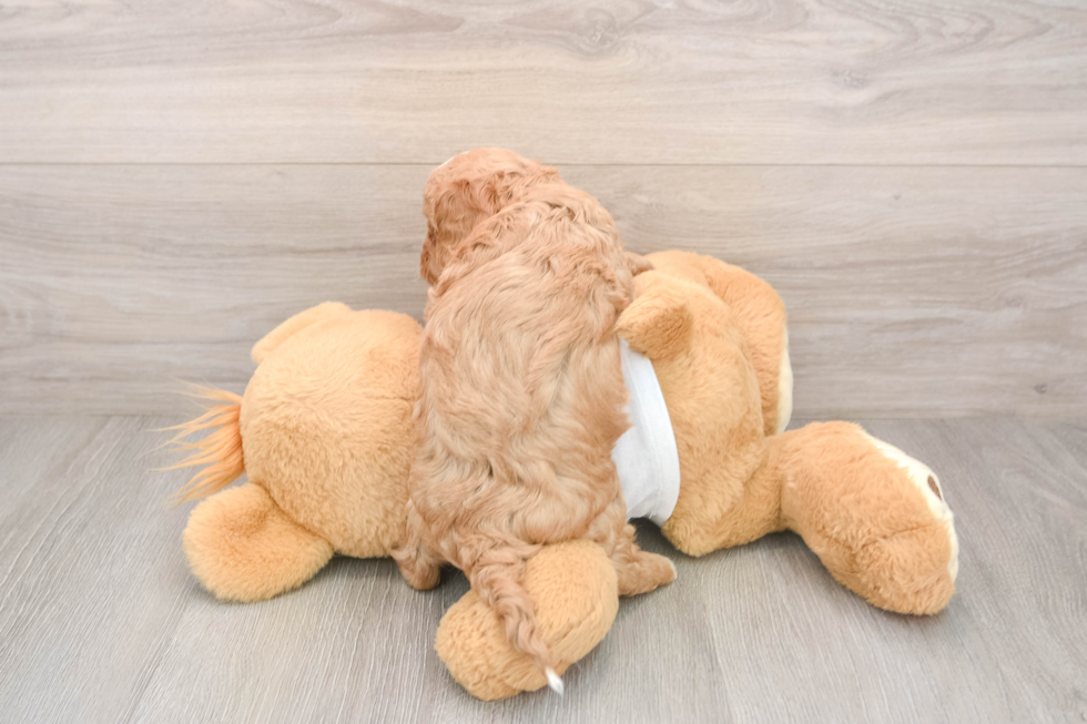 Cavapoo Puppy for Adoption