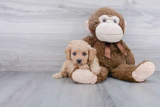 Cavapoo Pup Being Cute