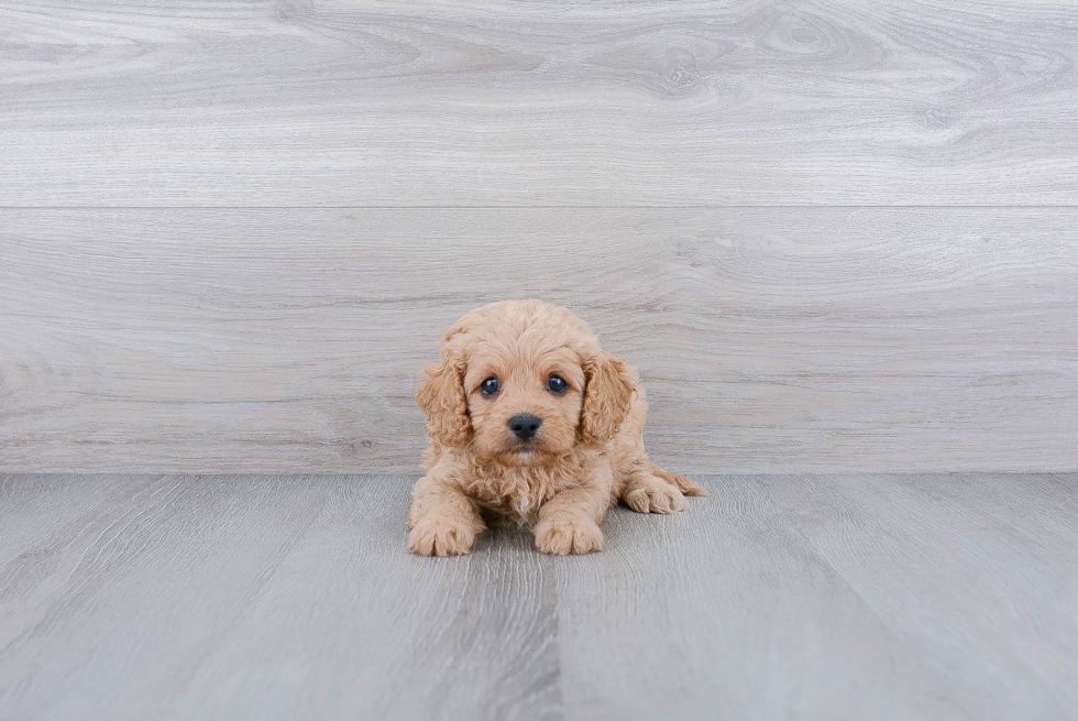 Cavapoo Pup Being Cute