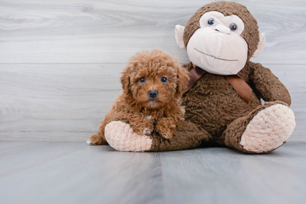 Best Cavapoo Baby