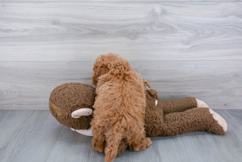 Fluffy Cavapoo Poodle Mix Pup