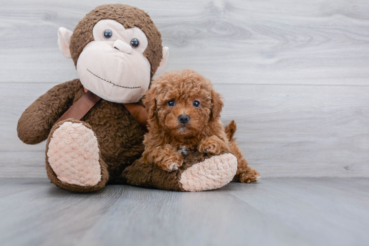 Happy Cavapoo Baby