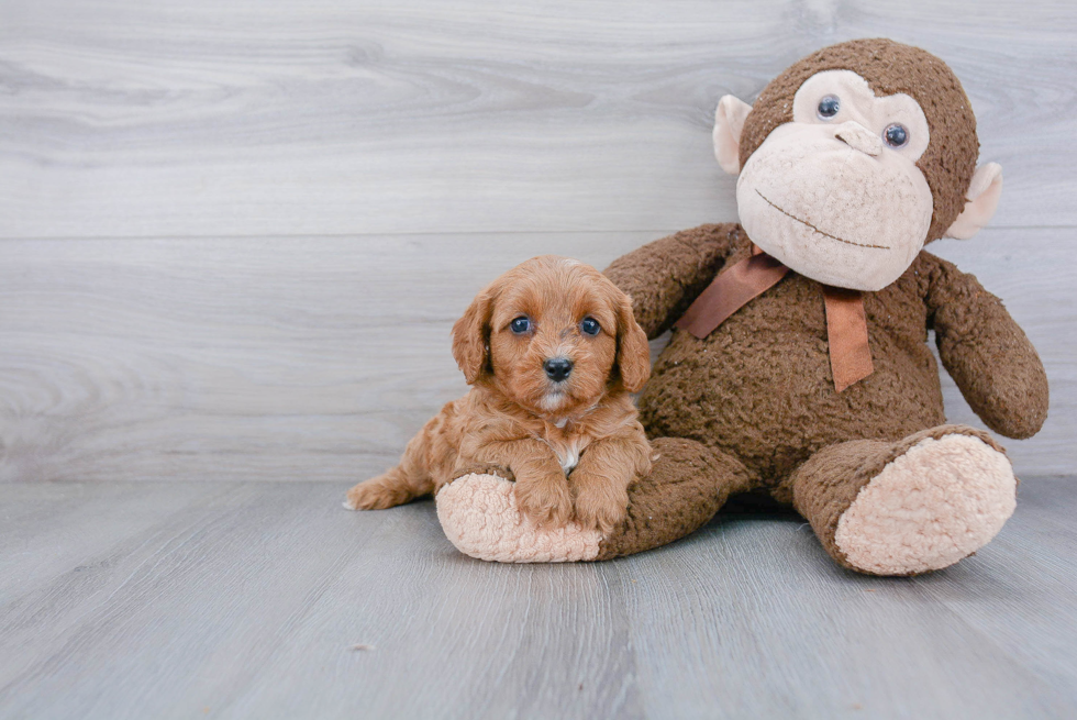 Best Cavapoo Baby