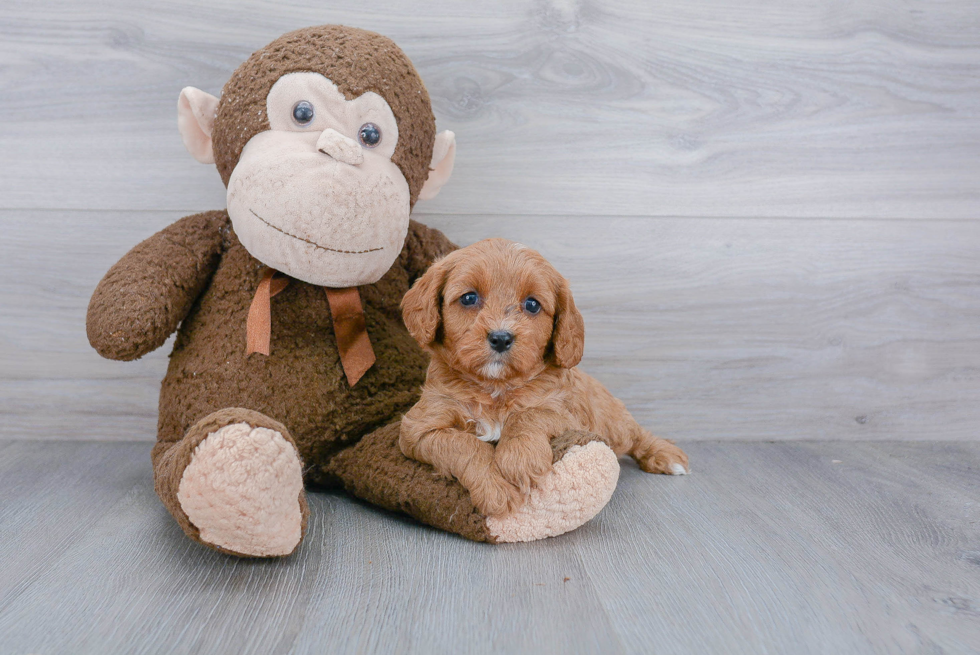 Cavapoo Puppy for Adoption